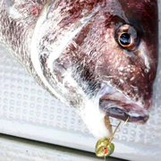 高速艇で釣りを楽しみませんか?